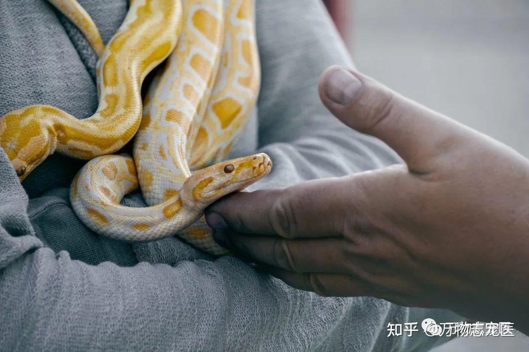 养宠物蛇，独特体验、注意事项全解析