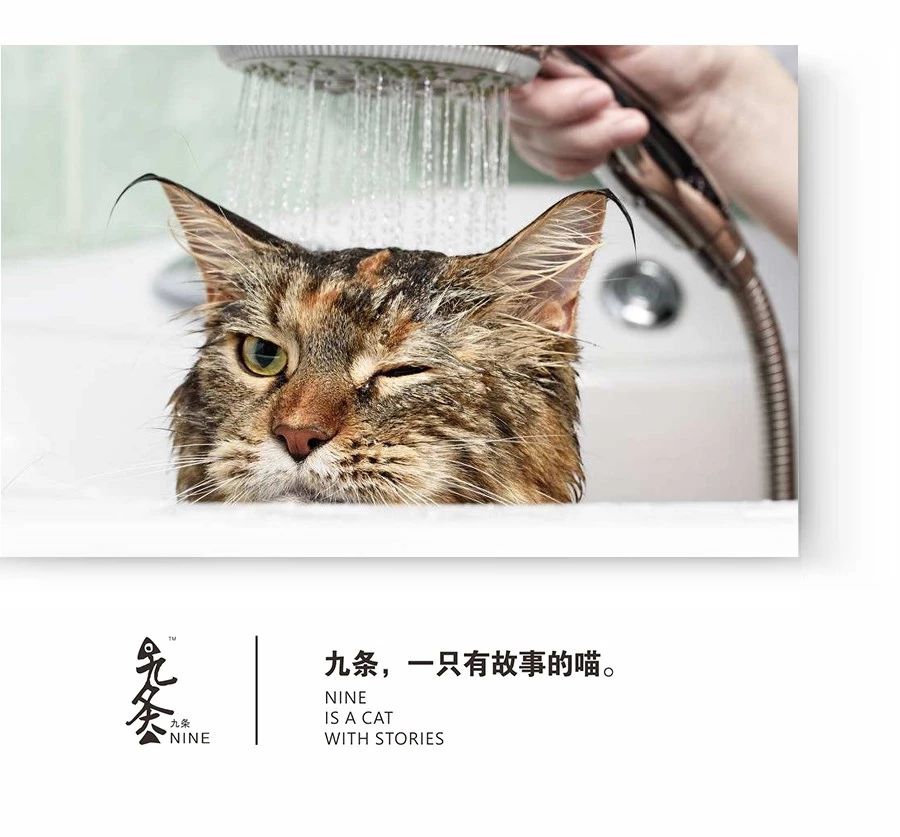 香皂给猫咪洗澡，特殊方法需谨慎