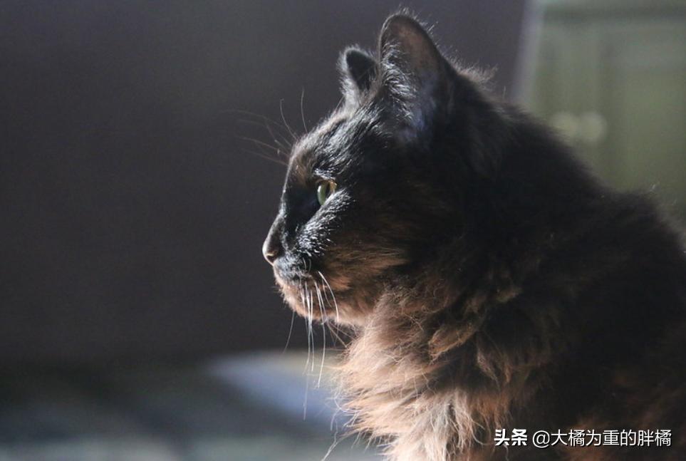 小猫咪的体温调控揭秘，探究猫咪的冷热感知机制