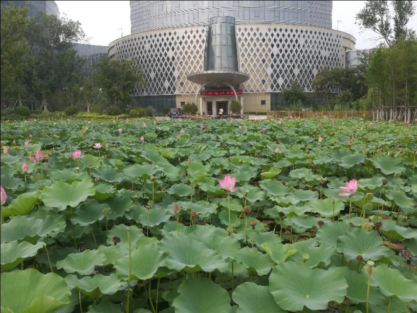 齐居士最新视频，解读传统文化与现代生活的深度融合