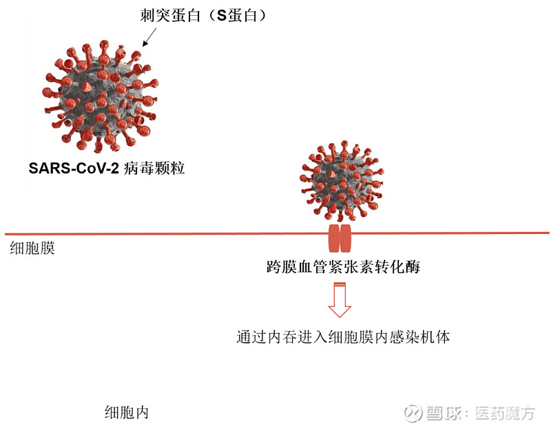 新冠中和抗体的最新突破与进展概述