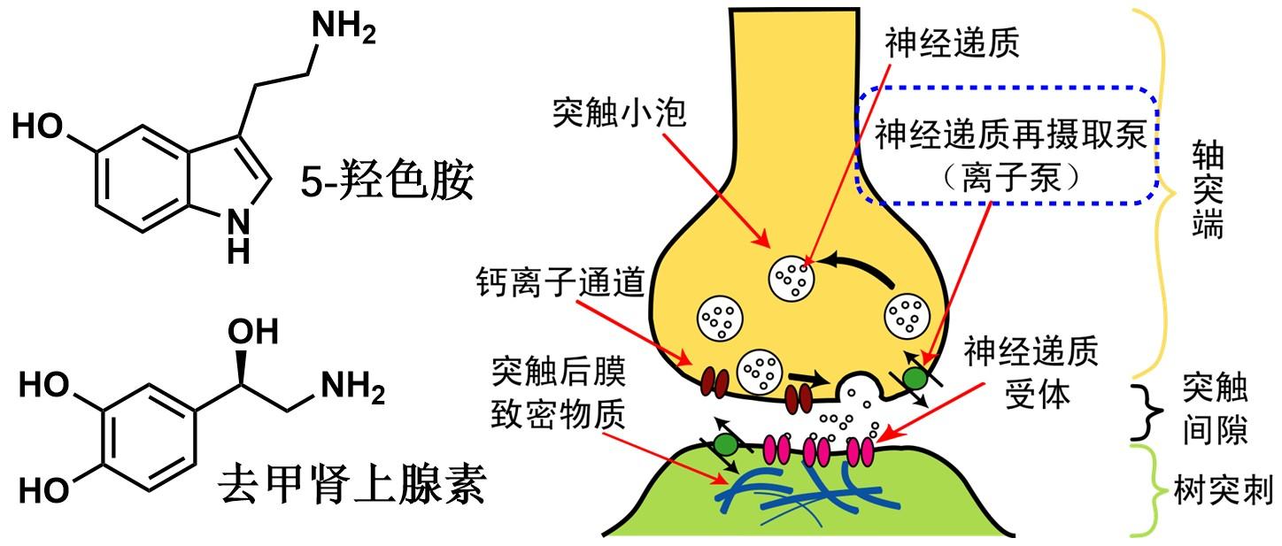 血清素最新研究进展及其临床应用潜力探索