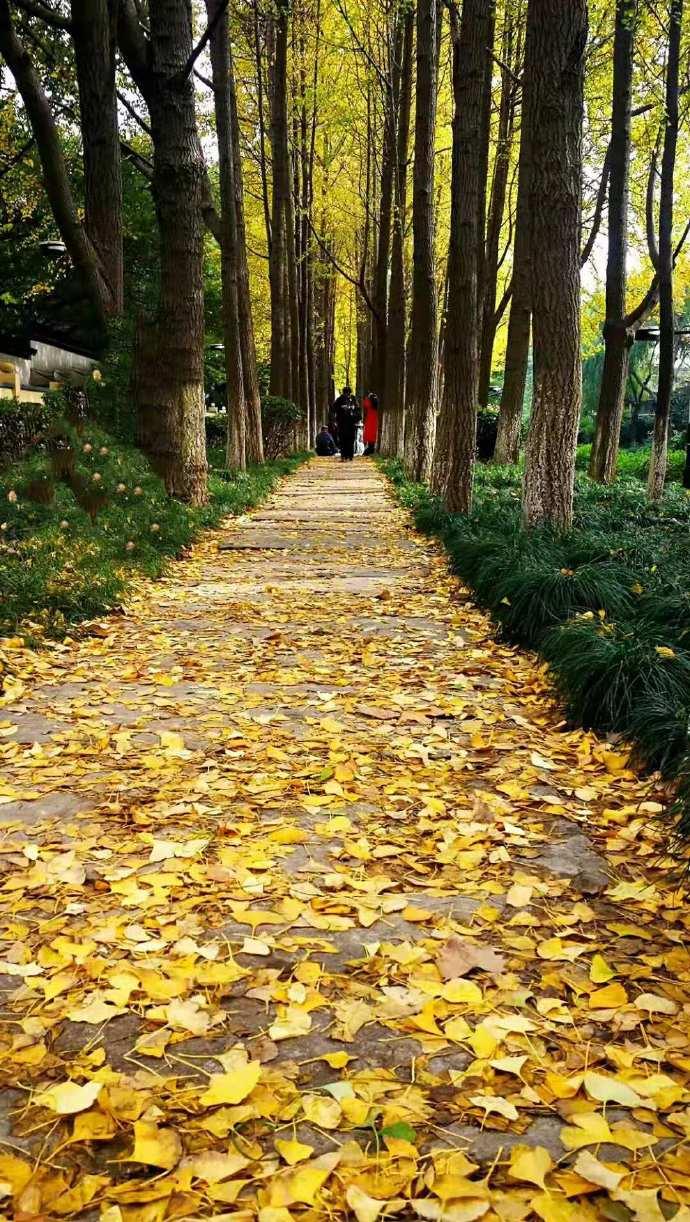 杭州新景观探秘，城市魅力的新篇章